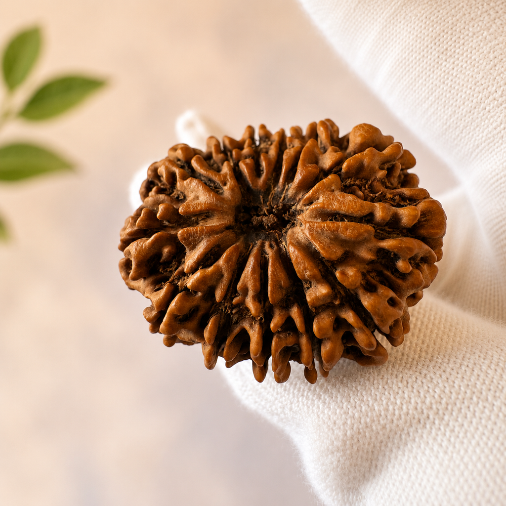 Antique 13 Mukhi Rudraksha with Internal 13 seeds |Nepal Origin - 30.36 MM | 5.35 Gms)