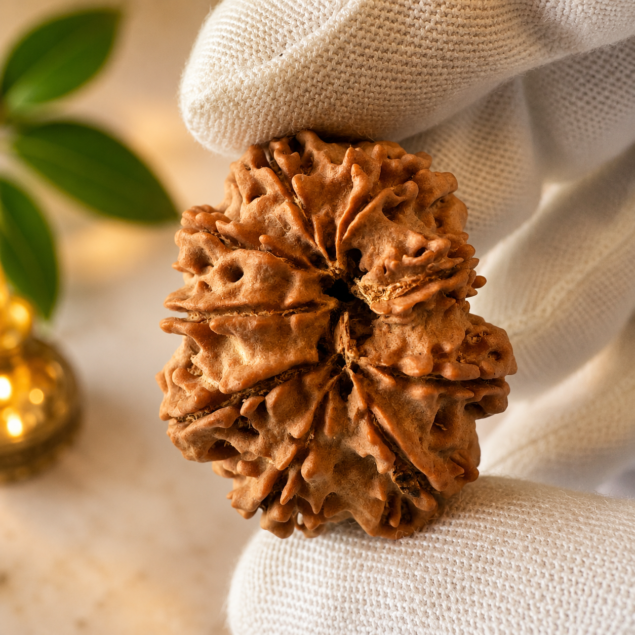 Antique 9 Mukhi Rudraksha (Nepal Origin- 31.44 MM | 6.52 Gms)
