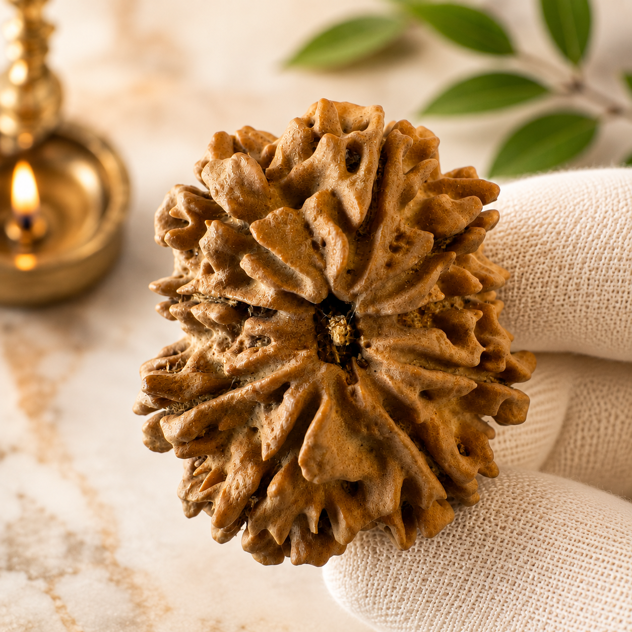 Antique 9 Mukhi Rudraksha (Nepal Origin- 31.44 MM | 6.52 Gms)