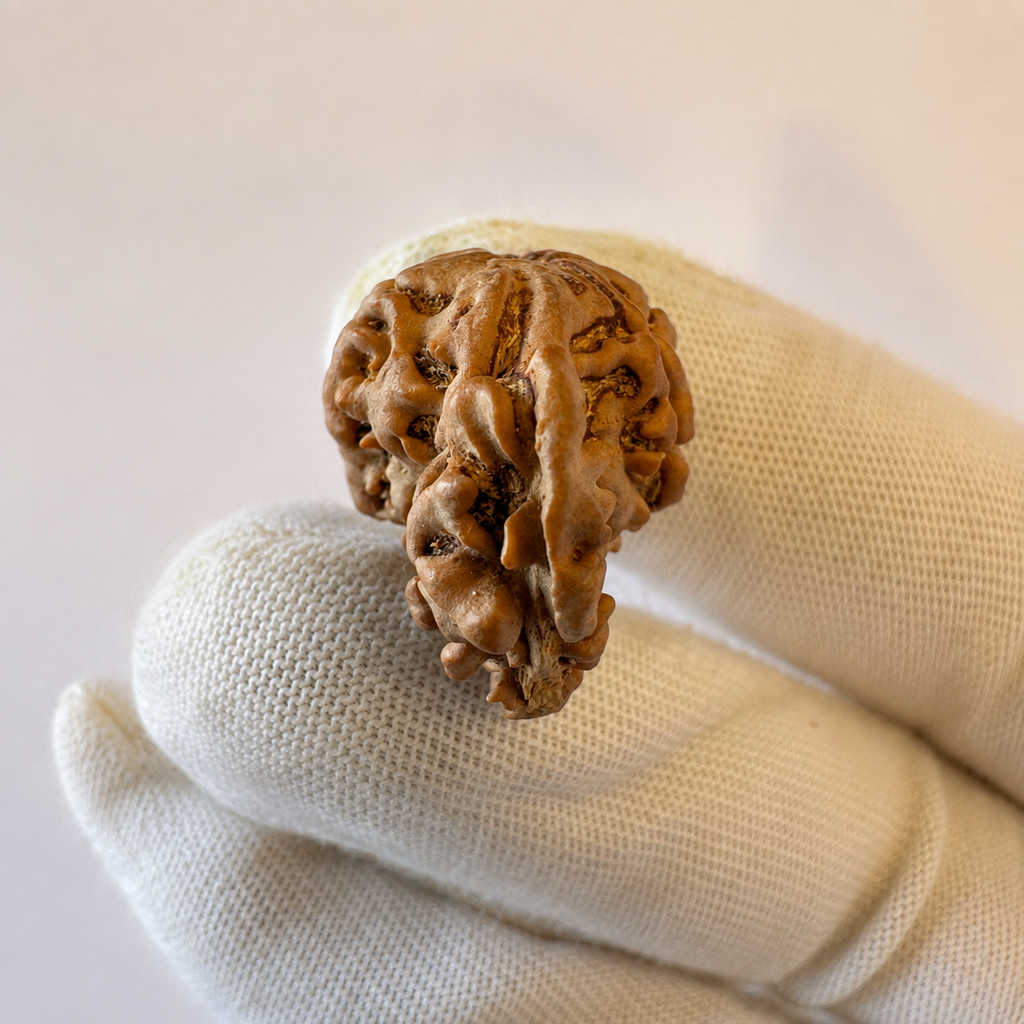Antique 1 Mukhi Sawaar Rudraksha (Nepal Origin- 25.55 MM | 3.10 Gms) - Himalaya Rudraksha Anusandhan Kendra