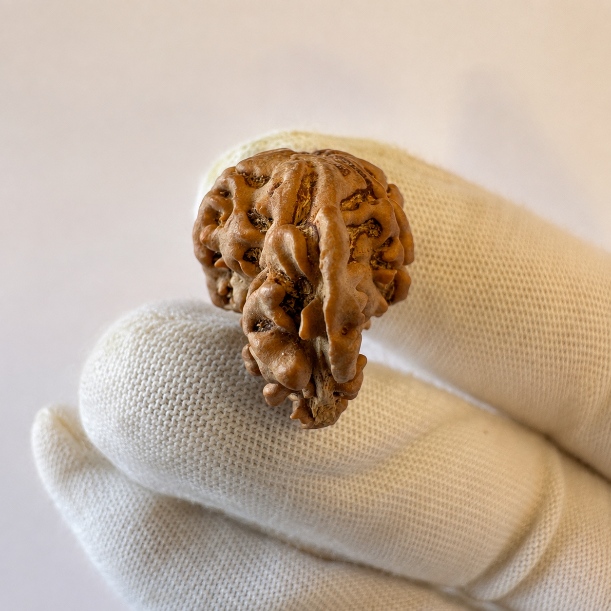 Antique 1 Mukhi Sawaar Rudraksha (Nepal Origin- 25.55 MM | 3.10 Gms)