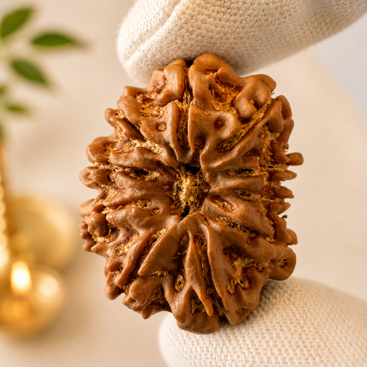 Antique 10 Mukhi Rudraksha (Nepal Origin- 31.30 MM | 7.23 Gms )