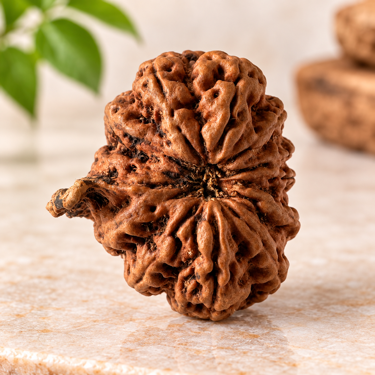 Antique 12 Mukhi Ganesh Rudraksha (Nepal Origin- 27.22 MM | 4.54 Gms)