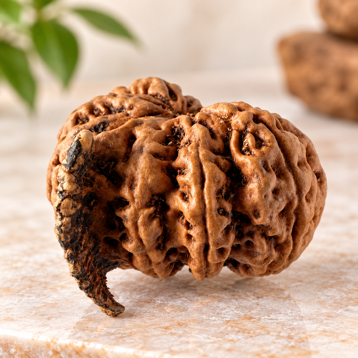 Antique 12 Mukhi Ganesh Rudraksha (Nepal Origin- 27.22 MM | 4.54 Gms)