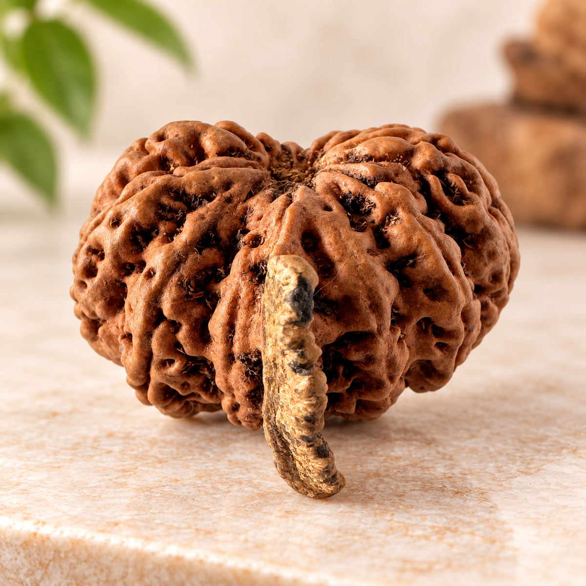 Antique 12 Mukhi Ganesh Rudraksha (Nepal Origin- 27.22 MM | 4.54 Gms)