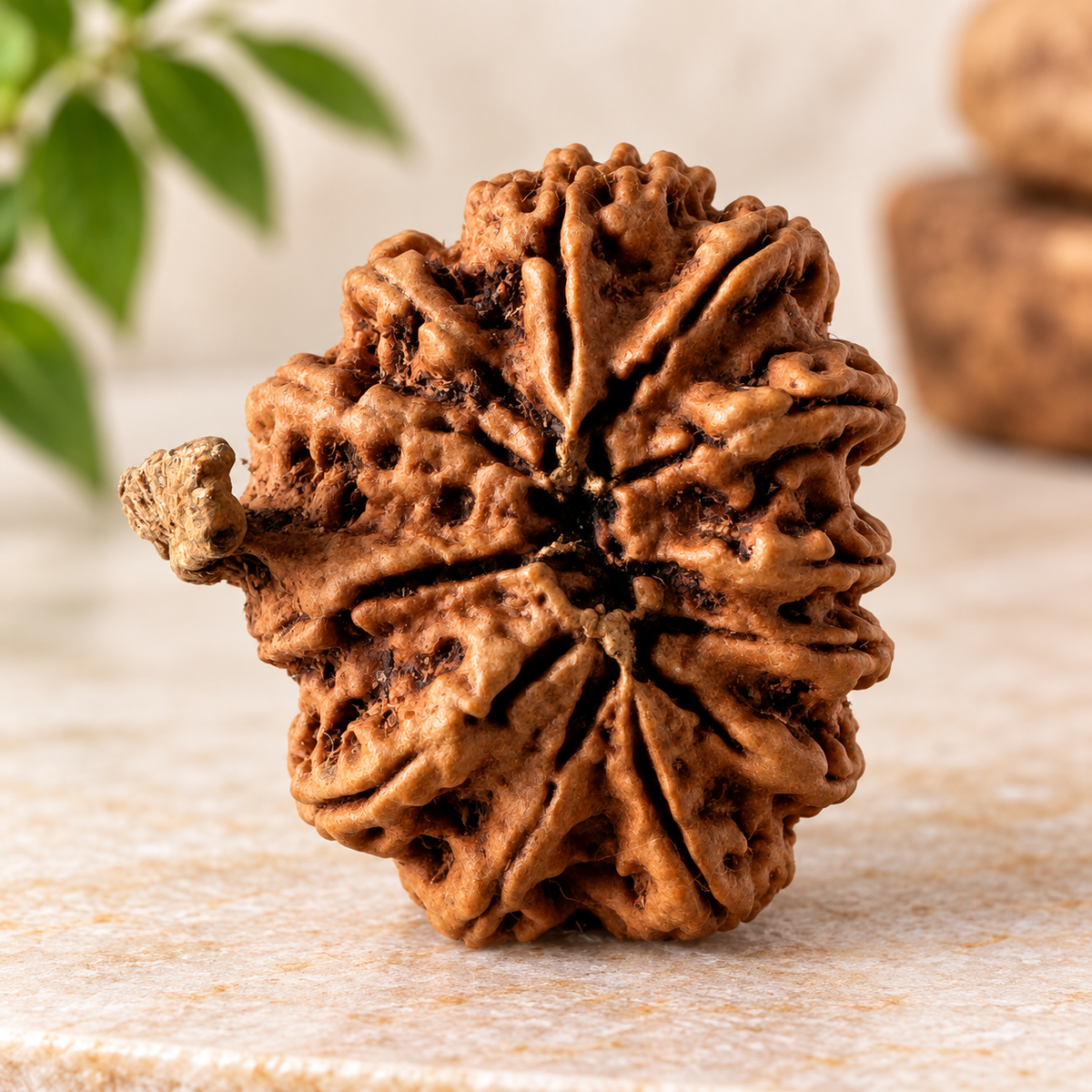 Antique 12 Mukhi Ganesh Rudraksha (Nepal Origin- 27.22 MM | 4.54 Gms)