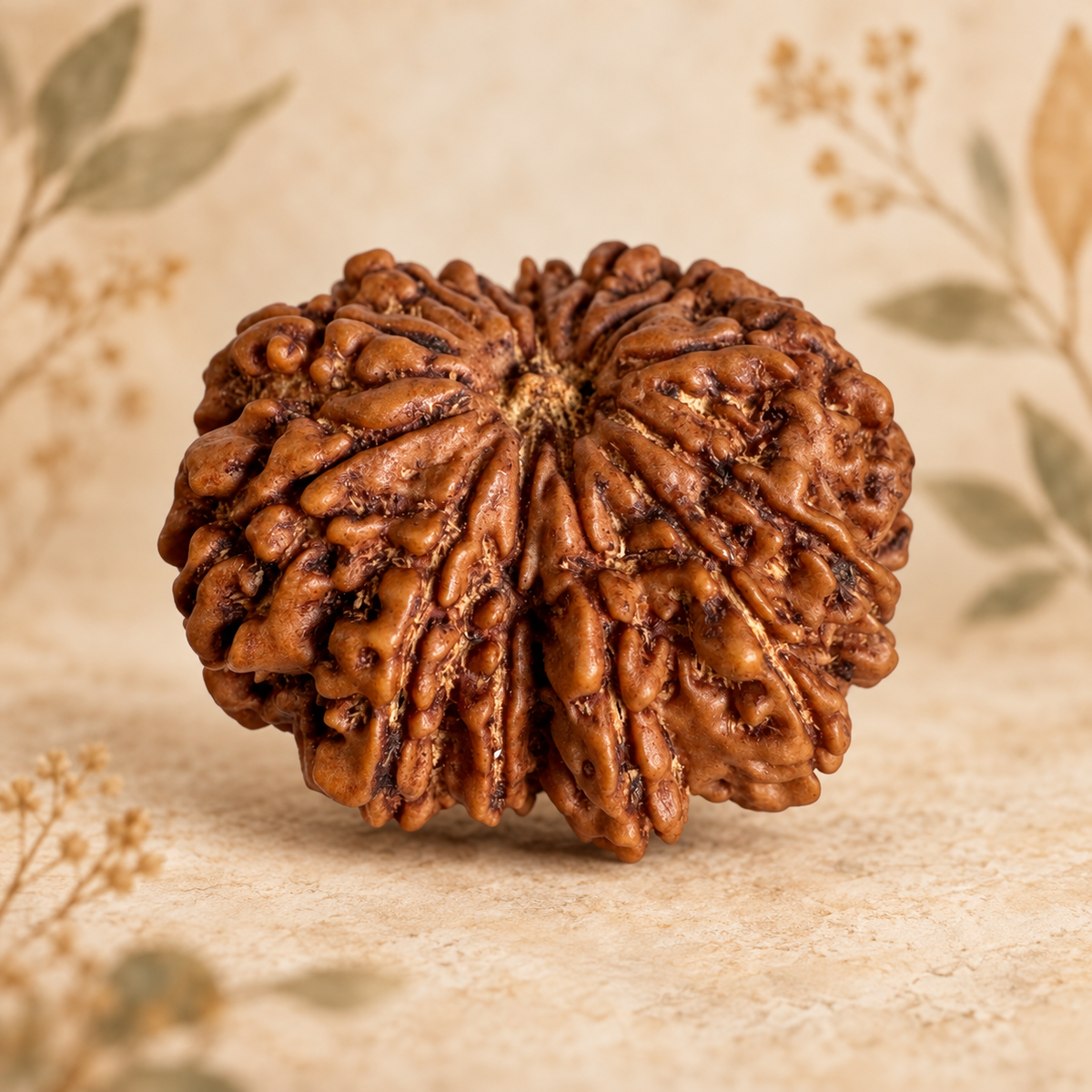 Antique 13 Mukhi Rudraksha with Internal 12 seeds |Nepal Origin - 30.55 MM | 6.30 Gms)
