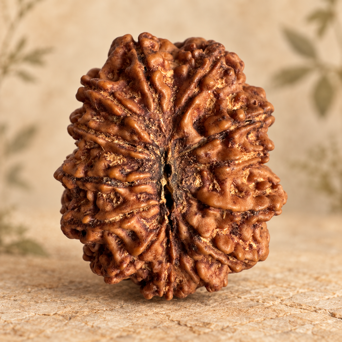 Antique 13 Mukhi Rudraksha with Internal 12 seeds |Nepal Origin - 30.55 MM | 6.30 Gms)