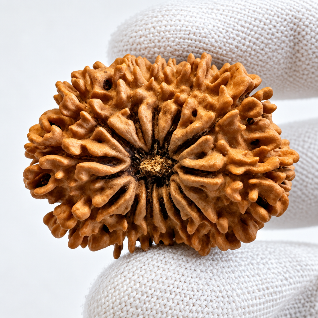 Antique 13 Mukhi Rudraksha (Nepal Origin - 34.94 MM | 6.53 Gms)