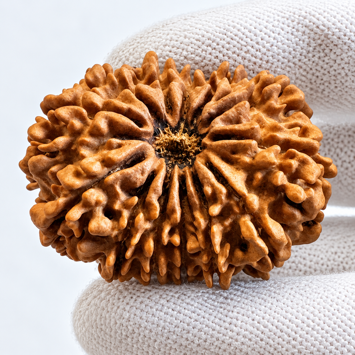 Antique 13 Mukhi Rudraksha (Nepal Origin - 34.94 MM | 6.53 Gms)