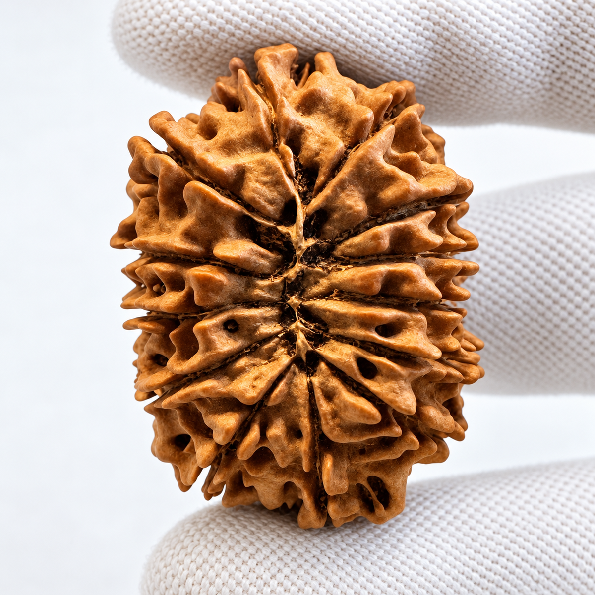 Antique 13 Mukhi Rudraksha (Nepal Origin - 34.94 MM | 6.53 Gms)