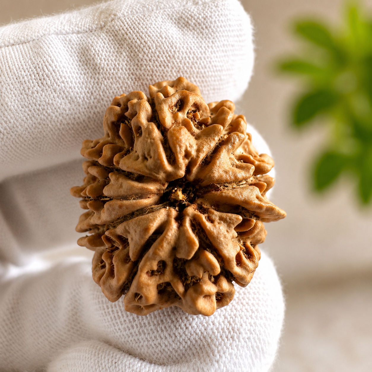 Antique 9 Mukhi Ganesh Rudraksha (Nepal Origin- 29.16 MM | 6.27 Gms) - Himalaya Rudraksha Anusandhan Kendra