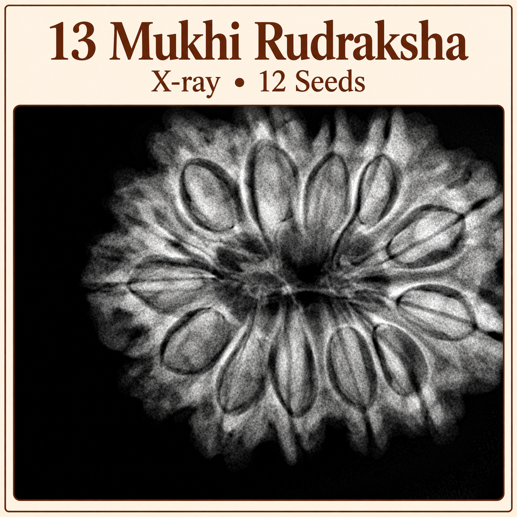 Antique 13 Mukhi Rudraksha with Internal 12 seeds |Nepal Origin - 30.55 MM | 6.30 Gms)