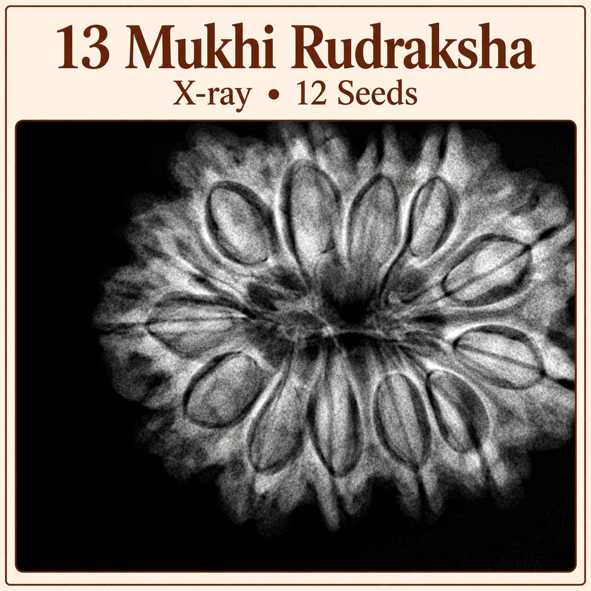 Antique 13 Mukhi Rudraksha with Internal 12 seeds |Nepal Origin - 30.55 MM | 6.30 Gms)