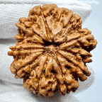 Antique 11 Mukhi Rudraksha (Nepal Origin - 31.20 MM | 8.18 Gms) - Himalaya Rudraksha Anusandhan Kendra
