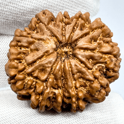 Antique 11 Mukhi Rudraksha (Nepal Origin - 31.20 MM | 8.18 Gms) - Himalaya Rudraksha Anusandhan Kendra