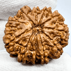 Antique 11 Mukhi Rudraksha (Nepal Origin - 31.20 MM | 8.18 Gms) - Himalaya Rudraksha Anusandhan Kendra