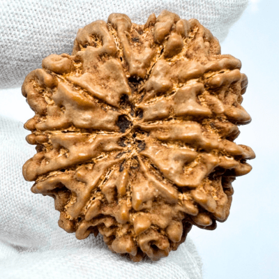 Antique 11 Mukhi Rudraksha (Nepal Origin - 31.20 MM | 8.18 Gms) - Himalaya Rudraksha Anusandhan Kendra