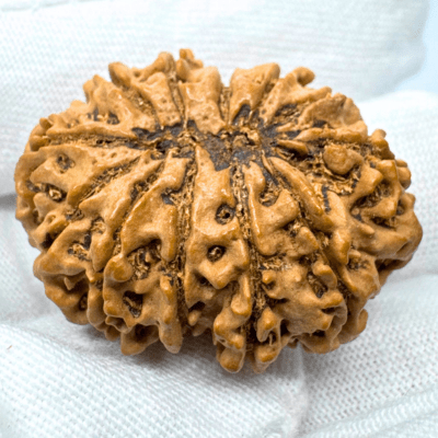Antique 11 Mukhi Rudraksha (Nepal Origin - 33.34 MM | 6.19 Gms) - Himalaya Rudraksha Anusandhan Kendra
