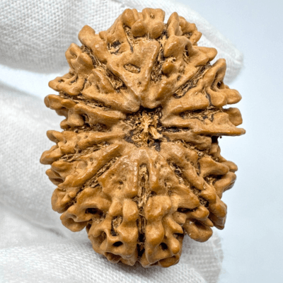 Antique 11 Mukhi Rudraksha (Nepal Origin - 33.34 MM | 6.19 Gms) - Himalaya Rudraksha Anusandhan Kendra
