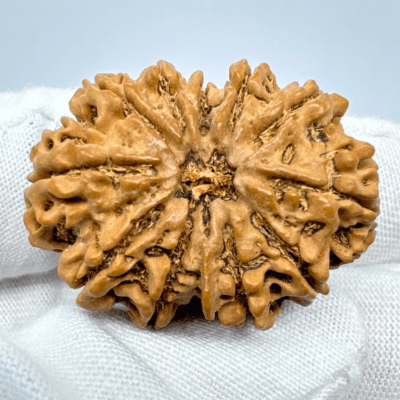 Antique 11 Mukhi Rudraksha (Nepal Origin - 33.34 MM | 6.19 Gms) - Himalaya Rudraksha Anusandhan Kendra