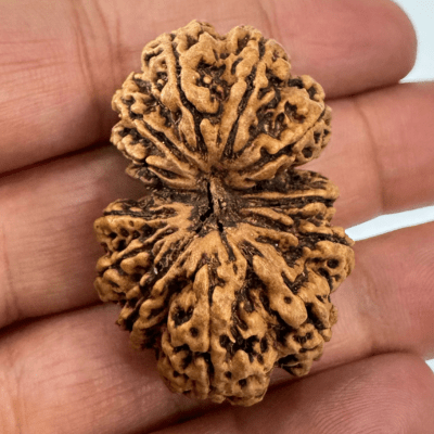 Antique 13 Mukhi Gaurishankar Rudraksha (Nepal Origin - 39.85 mm) - Himalaya Rudraksha Anusandhan Kendra