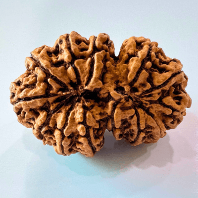 Antique 13 Mukhi Gaurishankar Rudraksha (Nepal Origin - 39.85 mm) - Himalaya Rudraksha Anusandhan Kendra