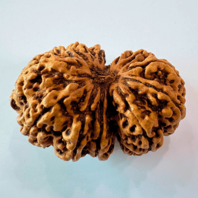 Antique 13 Mukhi Gaurishankar Rudraksha (Nepal Origin - 39.85 mm) - Himalaya Rudraksha Anusandhan Kendra