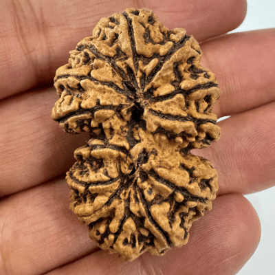 Antique 13 Mukhi Gaurishankar Rudraksha (Nepal Origin - 39.85 mm) - Himalaya Rudraksha Anusandhan Kendra