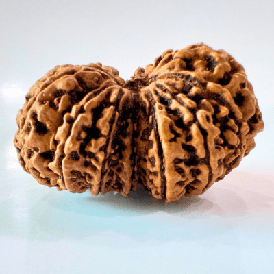 Antique 13 Mukhi Gaurishankar Rudraksha (Nepal Origin - 39.85 mm) - Himalaya Rudraksha Anusandhan Kendra