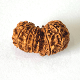 Antique 16 Mukhi Gaurishankar Rudraksha (Nepal Origin - 33.71 MM) - Himalaya Rudraksha Anusandhan Kendra