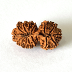 Antique 16 Mukhi Gaurishankar Rudraksha (Nepal Origin - 33.71 MM) - Himalaya Rudraksha Anusandhan Kendra