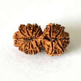 Antique 16 Mukhi Gaurishankar Rudraksha (Nepal Origin - 33.71 MM) - Himalaya Rudraksha Anusandhan Kendra