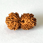 Antique 16 Mukhi Gaurishankar Rudraksha (Nepal Origin - 33.71 MM) - Himalaya Rudraksha Anusandhan Kendra