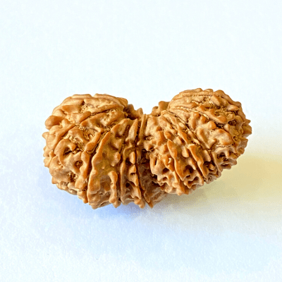 Antique 19 Mukhi Gaurishankar Rudraksha (Nepal Origin - 34.30 MM) - Himalaya Rudraksha Anusandhan Kendra