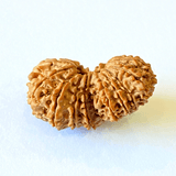 Antique 19 Mukhi Gaurishankar Rudraksha (Nepal Origin - 34.30 MM) - Himalaya Rudraksha Anusandhan Kendra