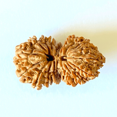 Antique 19 Mukhi Gaurishankar Rudraksha (Nepal Origin - 34.30 MM) - Himalaya Rudraksha Anusandhan Kendra
