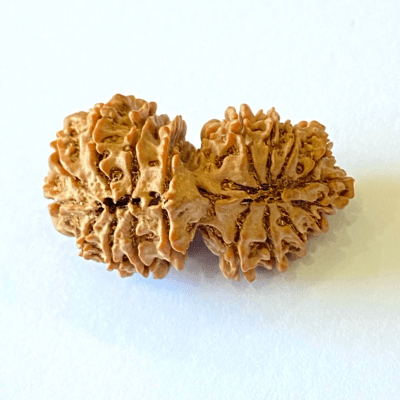 Antique 19 Mukhi Gaurishankar Rudraksha (Nepal Origin - 34.30 MM) - Himalaya Rudraksha Anusandhan Kendra