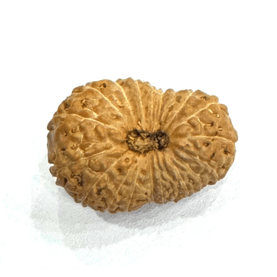 Antique 20 Mukhi Rudraksha (Indonesian Origin - 17.00 MM) - Himalaya Rudraksha Anusandhan Kendra