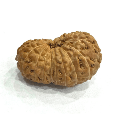 Antique 20 Mukhi Rudraksha (Indonesian Origin - 17.00 MM) - Himalaya Rudraksha Anusandhan Kendra