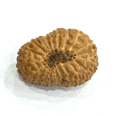 Antique 20 Mukhi Rudraksha (Indonesian Origin - 17.00 MM) - Himalaya Rudraksha Anusandhan Kendra