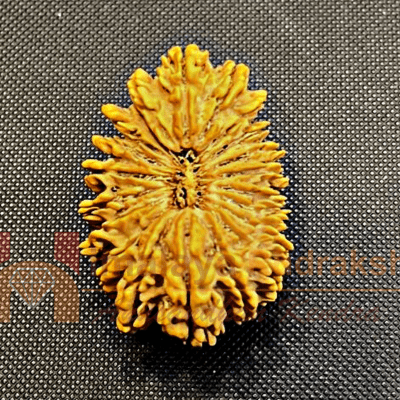 Antique 21 Mukhi Rudraksha (Nepal Origin - 34.00 MM) - Himalaya Rudraksha Anusandhan Kendra