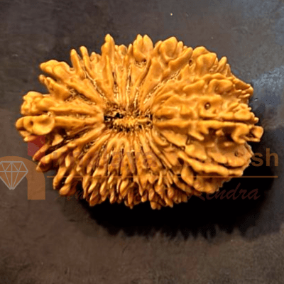 Antique 21 Mukhi Rudraksha (Nepal Origin - 34.00 MM) - Himalaya Rudraksha Anusandhan Kendra