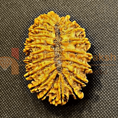 Antique 21 Mukhi Rudraksha (Nepal Origin - 34.00 MM) - Himalaya Rudraksha Anusandhan Kendra
