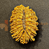Antique 21 Mukhi Rudraksha (Nepal Origin - 34.00 MM) - Himalaya Rudraksha Anusandhan Kendra