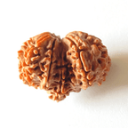 Antique Gauri Ganesh Shankar Rudraksha (Nepali Origin) - Himalaya Rudraksha Anusandhan Kendra