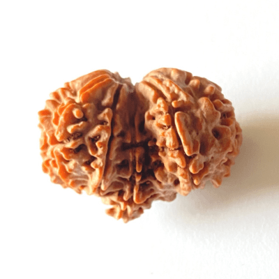 Antique Gauri Ganesh Shankar Rudraksha (Nepali Origin) - Himalaya Rudraksha Anusandhan Kendra