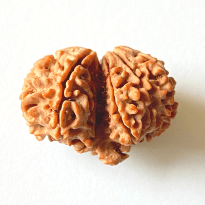 Antique Gauri Ganesh Shankar Rudraksha (Nepali Origin) - Himalaya Rudraksha Anusandhan Kendra