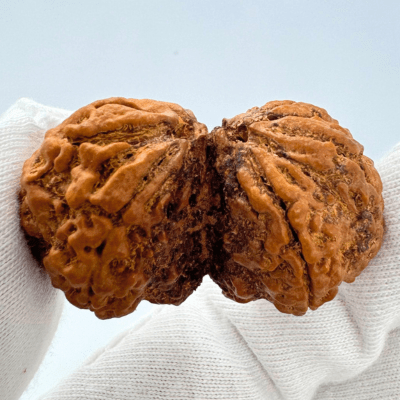 Antique Gaurishankar Rudraksha (Nepal Origin - 40.42 MM | 7.82 Gms) - Himalaya Rudraksha Anusandhan Kendra