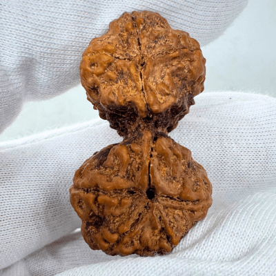 Antique Gaurishankar Rudraksha (Nepal Origin - 40.42 MM | 7.82 Gms) - Himalaya Rudraksha Anusandhan Kendra